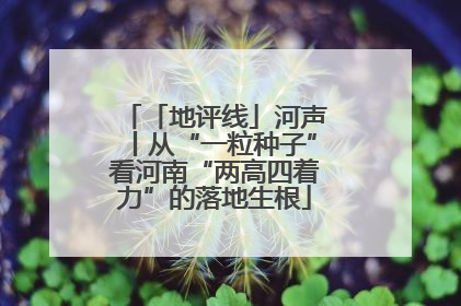 「地评线」河声丨从“一粒种子”看河南“两高四着力”的落地生根