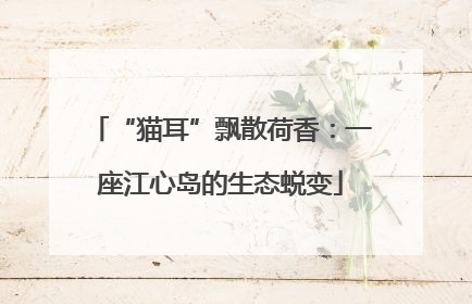 “猫耳”飘散荷香：一座江心岛的生态蜕变