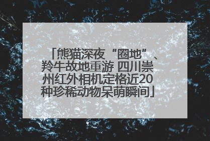 熊猫深夜“圈地”、羚牛故地重游 四川崇州红外相机定格近20种珍稀动物呆萌瞬间