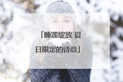 睡莲绽放 夏日限定的诗意