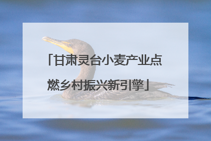 甘肃灵台小麦产业点燃乡村振兴新引擎