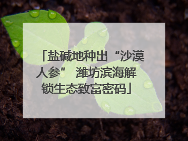 盐碱地种出“沙漠人参” 潍坊滨海解锁生态致富密码