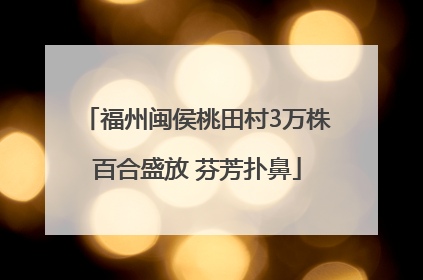 福州闽侯桃田村3万株百合盛放 芬芳扑鼻