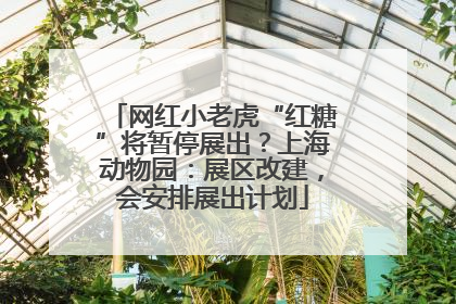 网红小老虎“红糖”将暂停展出？上海动物园：展区改建，会安排展出计划
