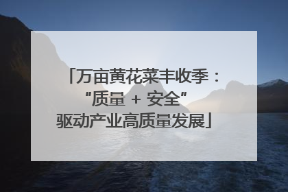 万亩黄花菜丰收季：“质量 + 安全” 驱动产业高质量发展