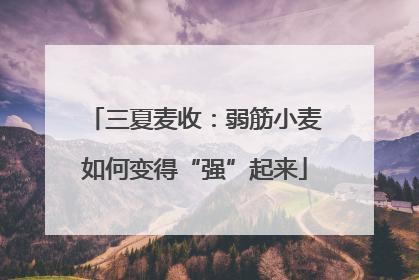 三夏麦收：弱筋小麦如何变得“强”起来
