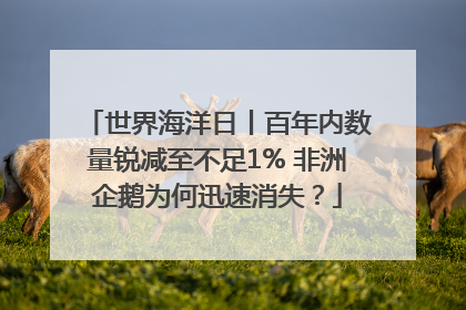 世界海洋日丨百年内数量锐减至不足1% 非洲企鹅为何迅速消失？