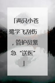 两只小苍鹭学飞刮伤，管护员紧急“送医”