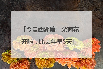 今夏西湖第一朵荷花开啦，比去年早5天