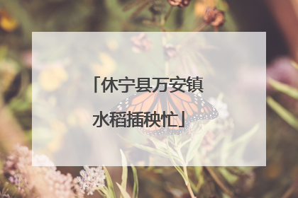 休宁县万安镇水稻插秧忙
