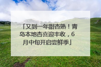 又到一年甜杏熟！青岛本地杏喜迎丰收，6月中旬开启尝鲜季