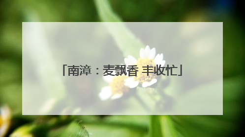 南漳：麦飘香 丰收忙