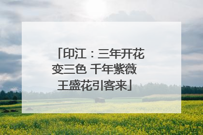 印江：三年开花变三色 千年紫薇王盛花引客来