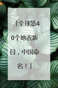 全球第40个地衣新目，中国命名！
