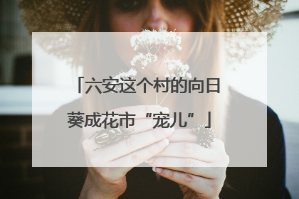 六安这个村的向日葵成花市“宠儿”