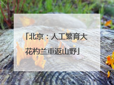北京：人工繁育大花杓兰重返山野