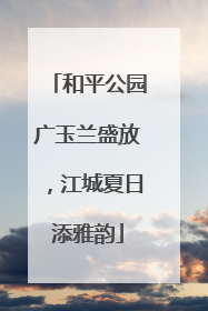 和平公园广玉兰盛放，江城夏日添雅韵