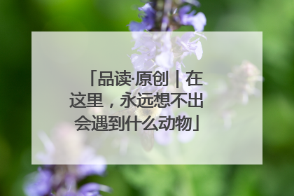 品读·原创｜在这里，永远想不出会遇到什么动物