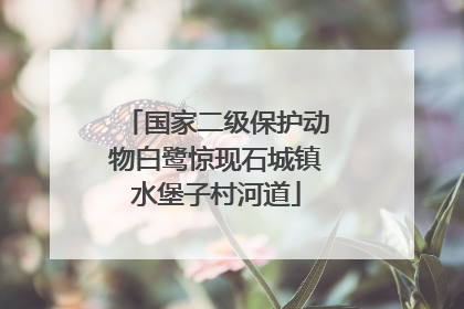 国家二级保护动物白鹭惊现石城镇水堡子村河道