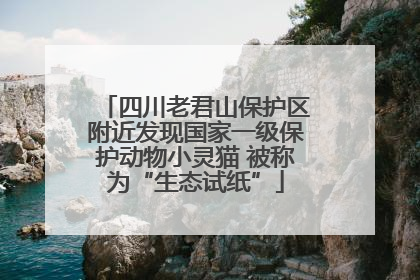 四川老君山保护区附近发现国家一级保护动物小灵猫 被称为“生态试纸”