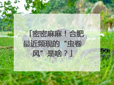 密密麻麻！合肥最近频现的“虫卷风”是啥？