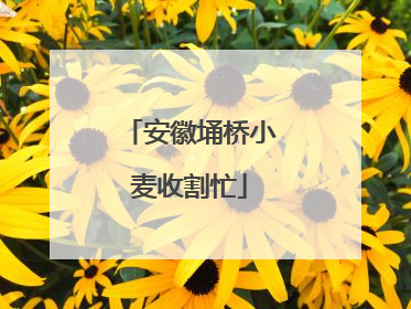 安徽埇桥小麦收割忙