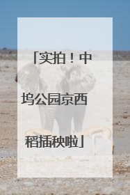 实拍！中坞公园京西稻插秧啦