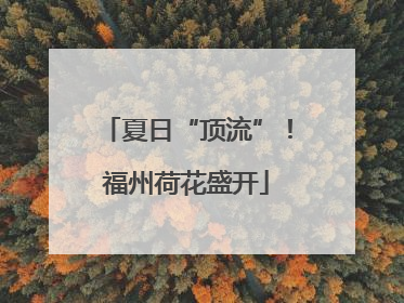 夏日“顶流”！福州荷花盛开