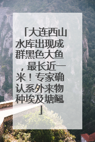 大连西山水库出现成群黑色大鱼，最长近一米！专家确认系外来物种埃及塘鲺