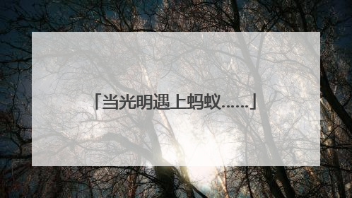 当光明遇上蚂蚁……