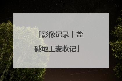 影像记录丨盐碱地上麦收记