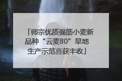 师宗优质强筋小麦新品种“云麦80”旱地生产示范喜获丰收