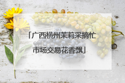 广西横州茉莉采摘忙 市场交易花香飘