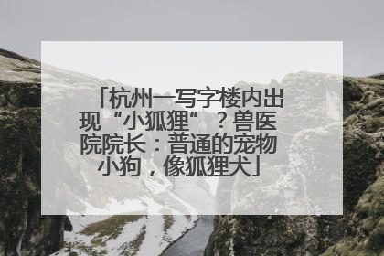 杭州一写字楼内出现“小狐狸”？兽医院院长：普通的宠物小狗，像狐狸犬