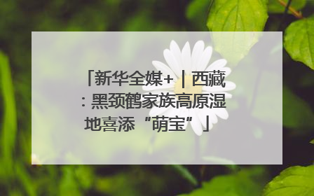 新华全媒+｜西藏：黑颈鹤家族高原湿地喜添“萌宝”