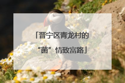 晋宁区青龙村的“菌”情致富路