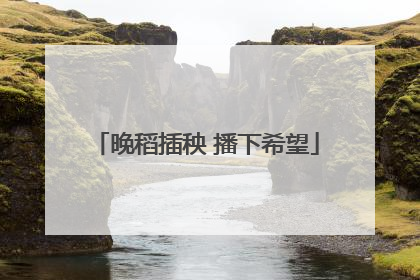 晚稻插秧 播下希望