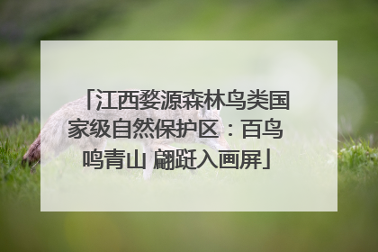 江西婺源森林鸟类国家级自然保护区：百鸟鸣青山 翩跹入画屏