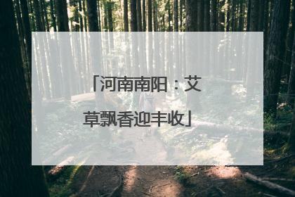 河南南阳：艾草飘香迎丰收