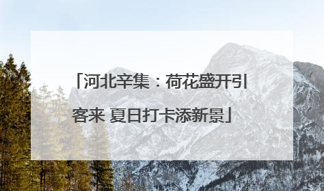 河北辛集：荷花盛开引客来 夏日打卡添新景