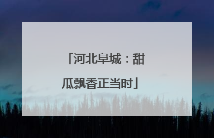 河北阜城：甜瓜飘香正当时