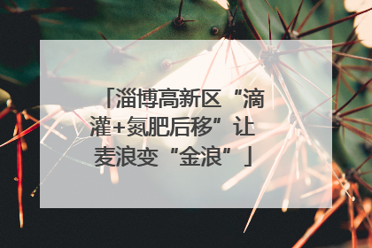 淄博高新区“滴灌+氮肥后移”让麦浪变“金浪”