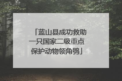 蓝山县成功救助一只国家二级重点保护动物领角鸮