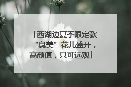 西湖边夏季限定款“臭美”花儿盛开，高颜值，只可远观