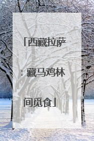 西藏拉萨：藏马鸡林间觅食