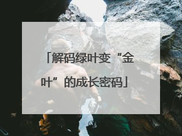 解码绿叶变“金叶”的成长密码