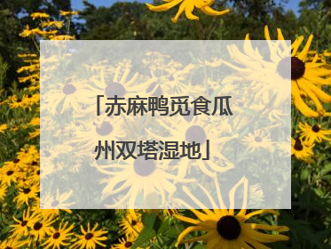 赤麻鸭觅食瓜州双塔湿地