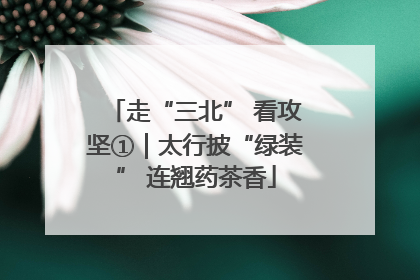 走“三北” 看攻坚①｜太行披“绿装” 连翘药茶香