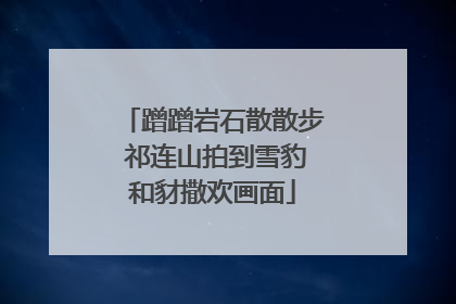蹭蹭岩石散散步 祁连山拍到雪豹和豺撒欢画面