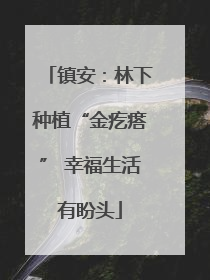 镇安：林下种植“金疙瘩” 幸福生活有盼头